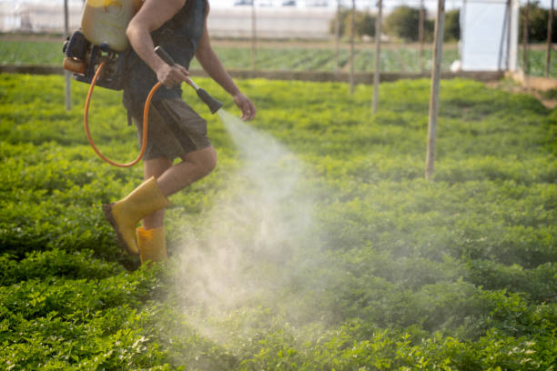 Best Wasp Removal Services  in Yellville, AR