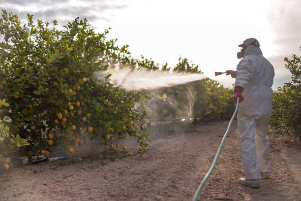 Best Affordable Pest Control Services  in Yellville, AR