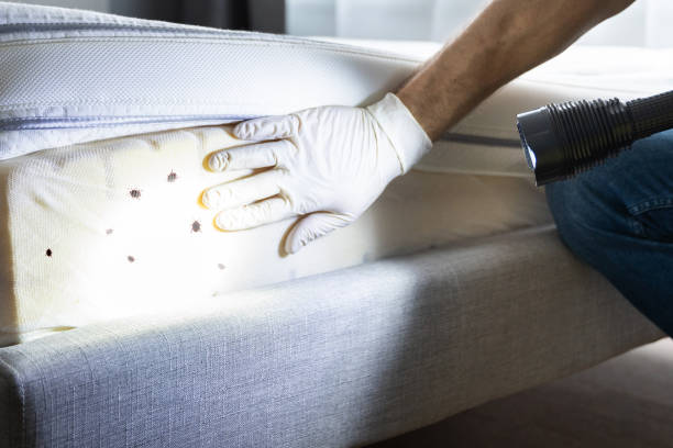 Best Local Pest Control Services  in Yellville, AR