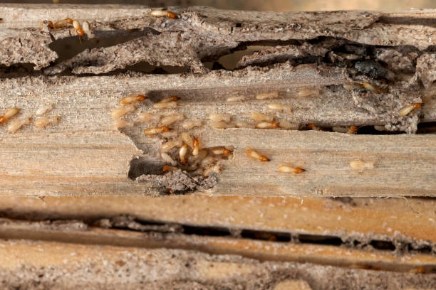 Best Exterminator Services  in Yellville, AR