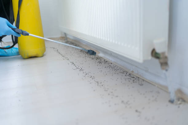 Professional Pest Control in Yellville, AR